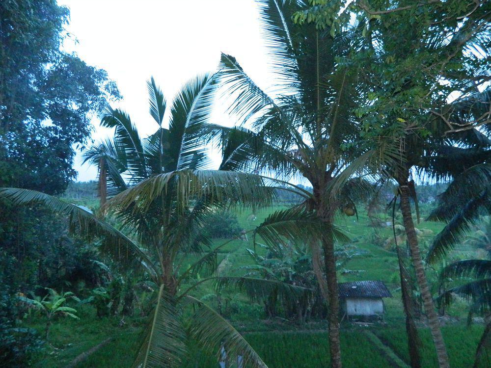 Suly Garden